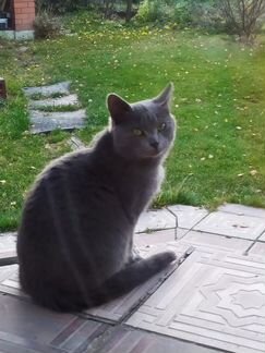 Котик