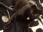 Вязка кот чёрный, уши сломаны