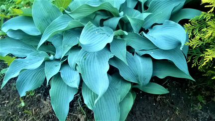 Хосты садовые