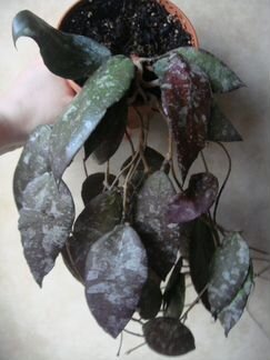 Сaudata silver splash, Pimentiliana/Cagayanensis