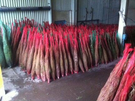 Живые елки оптом, ёлки оптом. Ёлки-Королев