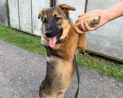 Щенок Слиппи в добрые руки