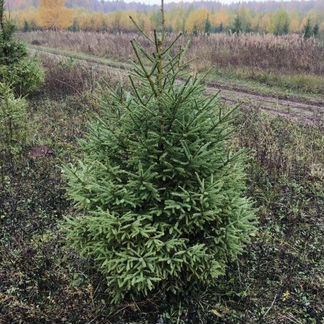 Русская ель живая 148-149см