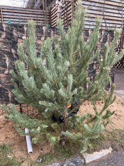 Елки сосны новогодние