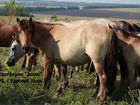 Лошади жеребята с откорма живым весом