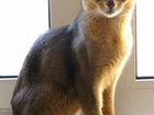 Абиссинский кот голубого окраса
