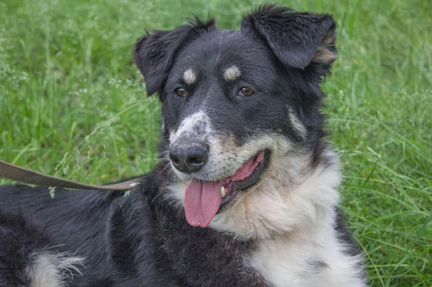 Слай - метис породы лабрадор