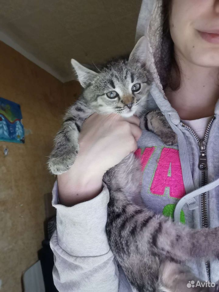 Кот