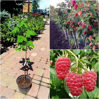 Сказка дерево