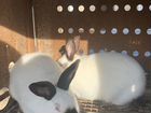 Кролики-калифорнийцы объявление продам