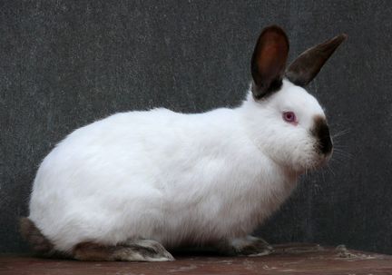Продам калифорнийских кроликов, 5 месяцев. Самки