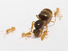 Крымский муравей, муравьи на любой вкус