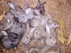 Кролики помесные объявление продам