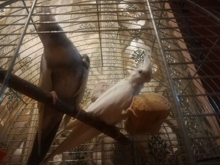 Пара безщеких корелл