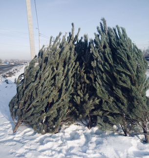 Живые елки всех размеров