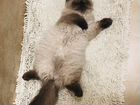 Персидская кошка ищет кота на вязку объявление продам