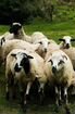 Пасти овец объявление продам