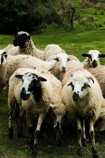 Пасти овец