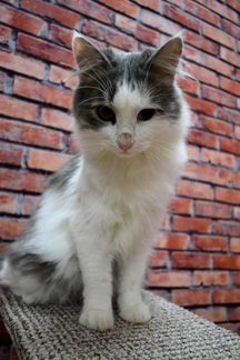 Котик Винни 1,5 года