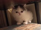 Продам персидского котенка 1,5 месяца