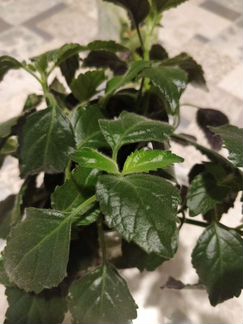 Плекрантус Mona Lavender