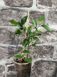 Отросточки комнатных растений