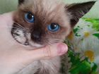 Котёнок с синими глазами. Кошка. В добрые руки объявление продам