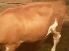 Тёлка от высокодойной коровы объявление продам
