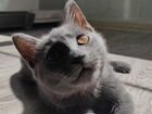 Котёнок Русской голубой объявление продам