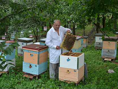 Известные пчеловоды. Пчеловод профессия. Пасечник на пасеке. Известные пчеловоды. Пчелы пасека.