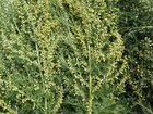 Artemisia annua 50грамм