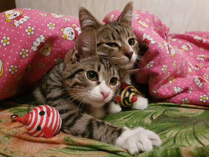 Котята в добрые руки