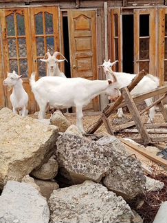 Зааненские козы,козлы - фотография № 4
