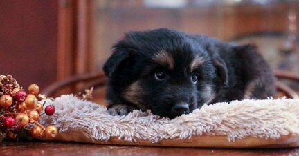 Медвежонок ищет дом