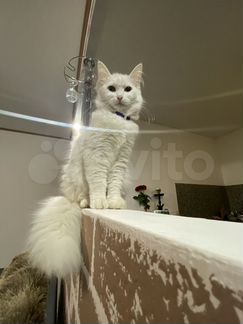Кошка турецкая ангора