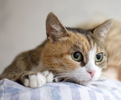 Трехцветная кошечка Сказка 1 годик в добрые руки