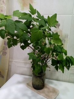 Черенки чёрной смородины с корнями. Обмен