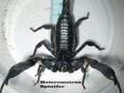 Скорпионы+Пауки-Птицееды+Тараканы Кормовые