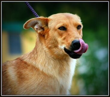 Возьми собаку из приюта