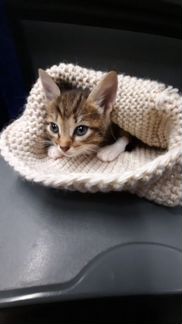 Котенок в добрые руки