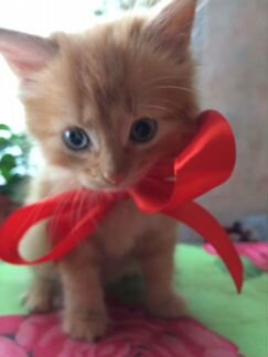 В дар рыжего котенка