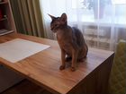 Абиссинская кошка, вязка объявление продам