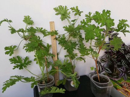 Душистая герань лечебная