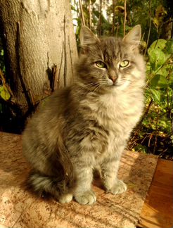 Котя - ласковый пушистик