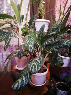 Комнатные цветы