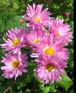 Хризантема корейская