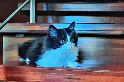 Пушистая крошка ищет семью