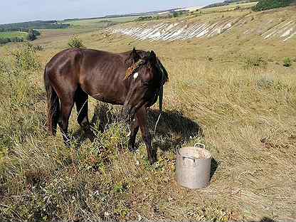 Купить лошадей белгородской