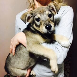 Плюшевый щенок Люси в добрые руки