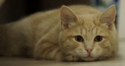 Мраморный котенок рыжий котенок Флокс, 6 месяцев